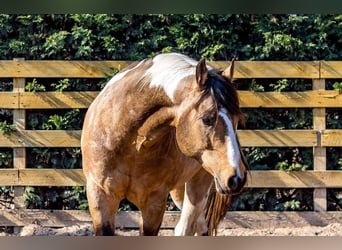 Paint Horse, Semental, 17 años, 159 cm, Pío