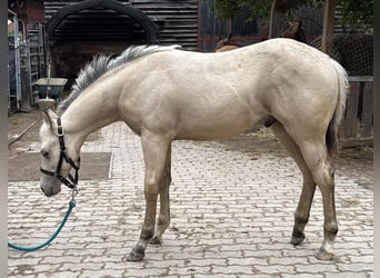 Paint Horse, Semental, Potro (05/2025), 145 cm, Buckskin/Bayo