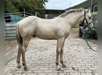Paint Horse, Semental, Potro (05/2025), 145 cm, Buckskin/Bayo
