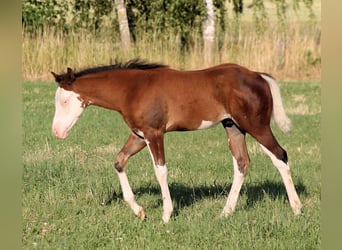 Paint Horse, Semental, , 148 cm, Castaño