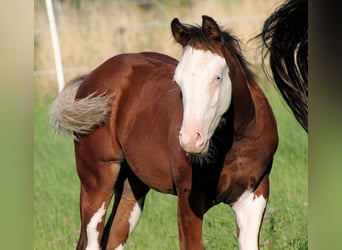 Paint Horse, Semental, Potro (04/2025), 148 cm, Castaño