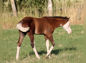Paint Horse, Semental, , 148 cm, Castaño