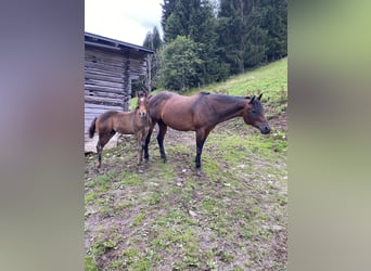Paint Horse, Semental, Potro (05/2023), 150 cm, Castaño