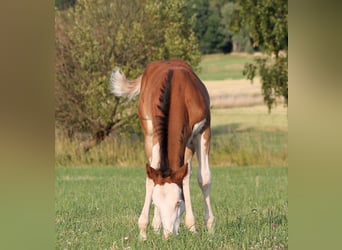 Paint Horse, Semental, , 150 cm, Castaño