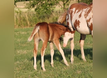 Paint Horse, Semental, , 150 cm, Castaño