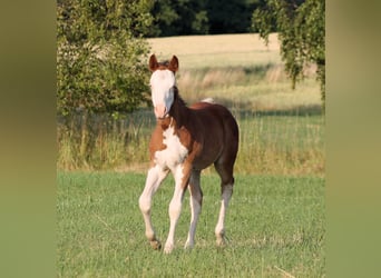 Paint Horse, Semental, , 150 cm, Castaño
