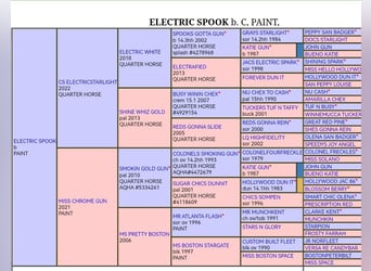 Paint Horse, Semental, , 150 cm, Castaño
