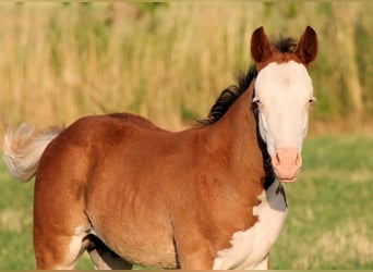 Paint Horse, Semental, , 150 cm, Castaño