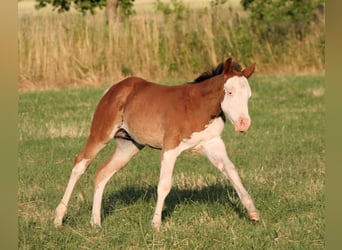 Paint Horse, Semental, , 150 cm, Castaño