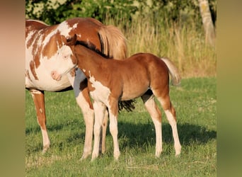 Paint Horse, Semental, , 150 cm, Castaño