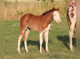 Paint Horse, Semental, , 150 cm, Castaño