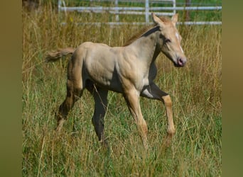 Paint Horse, Semental, Potro (06/2023), 150 cm, Champán