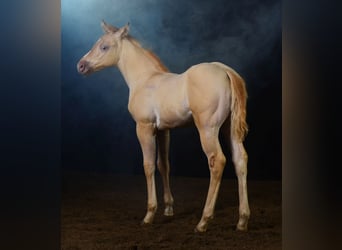 Paint Horse, Semental, Potro (06/2023), 150 cm, Champán