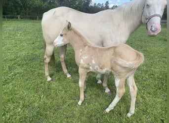 Paint Horse, Semental, Potro (04/2024), 150 cm, Palomino