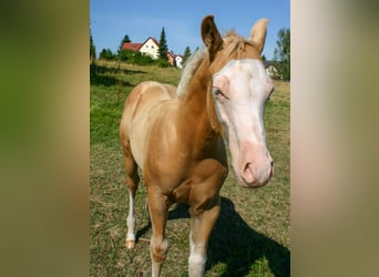 Paint Horse, Semental, Potro (04/2023), 150 cm, Palomino