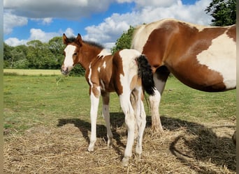 Paint Horse Mestizo, Semental, Potro (06/2024), 150 cm, Pío