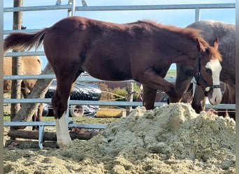 Paint Horse, Semental, Potro (05/2023), 150 cm, Rabicano