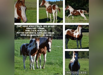 Paint Horse, Semental, Potro (03/2023), 150 cm, Tobiano-todas las-capas