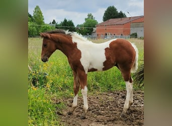 Paint Horse, Semental, Potro (03/2024), 150 cm, Tobiano-todas las-capas