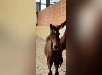 Paint Horse, Semental, Potro (05/2025), 152 cm, Alazán-tostado