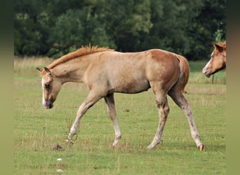 Paint Horse, Semental, Potro (05/2023), 152 cm, Red Dun/Cervuno