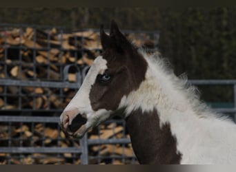 Paint Horse, Semental, Potro (03/2023), 152 cm, Tovero-todas las-capas