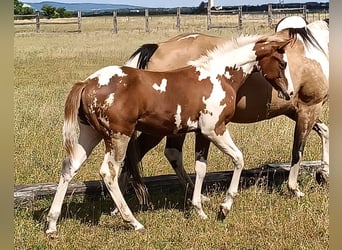 Paint Horse, Semental, , 152 cm, Tovero-todas las-capas
