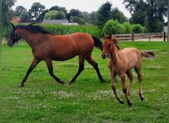 Paint Horse, Semental, Potro (05/2025), 153 cm, Buckskin/Bayo