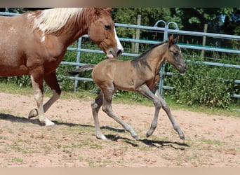 Paint Horse, Semental, Potro (05/2023), 153 cm, Grullo