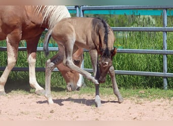 Paint Horse, Semental, Potro (05/2023), 153 cm, Grullo