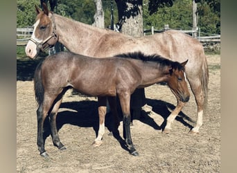 Paint Horse, Semental, Potro (04/2025), 153 cm, Porcelana