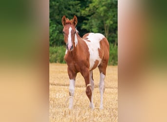 Paint Horse, Semental, Potro (04/2023), 154 cm, Alazán-tostado