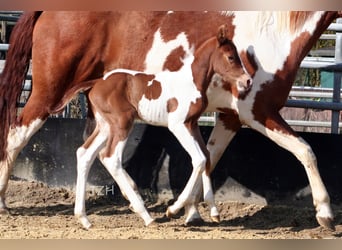 Paint Horse, Semental, Potro (04/2023), 154 cm, Alazán-tostado
