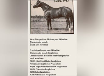 Paint Horse, Semental, Potro (04/2023), 155 cm, Morcillo