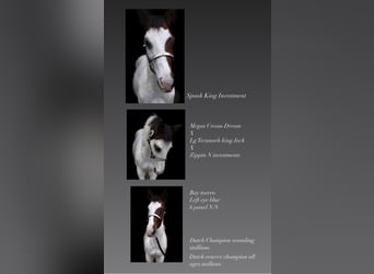 Paint Horse, Semental, Potro (05/2023), 155 cm, Overo-todas las-capas