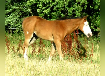 Paint Horse, Semental, Potro (05/2023), 155 cm, Overo-todas las-capas