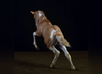Paint Horse, Semental, Potro (07/2023), 155 cm, Pío