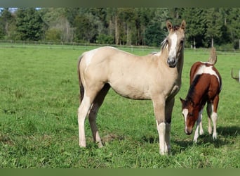 Paint Horse, Semental, Potro (05/2023), 155 cm, Tobiano-todas las-capas