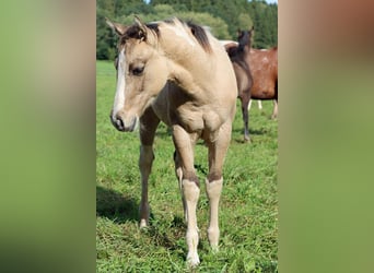 Paint Horse, Semental, Potro (05/2023), 155 cm, Tobiano-todas las-capas