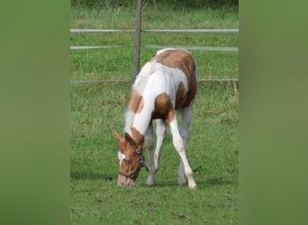 Paint Horse, Semental, Potro (05/2024), 155 cm, Tobiano-todas las-capas