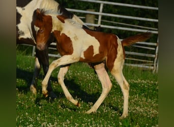 Paint Horse, Semental, Potro (05/2024), 155 cm, Tobiano-todas las-capas