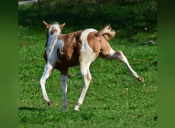 Paint Horse, Semental, Potro (05/2024), 155 cm, Tobiano-todas las-capas