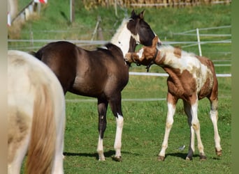 Paint Horse, Semental, Potro (05/2024), 155 cm, Tobiano-todas las-capas