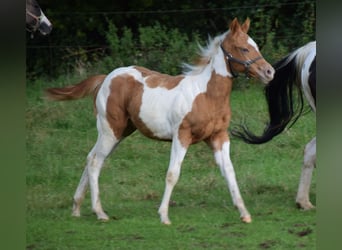 Paint Horse, Semental, Potro (05/2024), 155 cm, Tobiano-todas las-capas