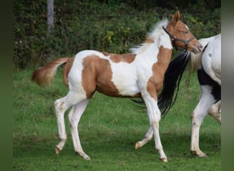 Paint Horse, Semental, Potro (05/2024), 155 cm, Tobiano-todas las-capas