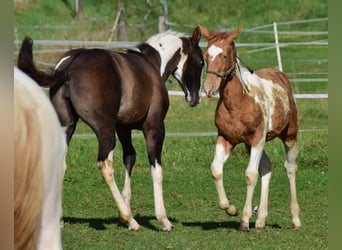 Paint Horse, Semental, Potro (05/2024), 155 cm, Tobiano-todas las-capas