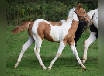 Paint Horse, Semental, Potro (05/2024), 155 cm, Tobiano-todas las-capas