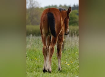 Paint Horse, Semental, Potro (03/2023), 162 cm, Castaño