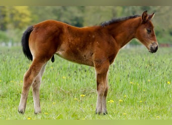 Paint Horse, Semental, Potro (03/2023), 162 cm, Castaño