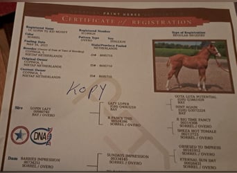 Paint Horse, Semental, Potro (05/2023), 162 cm, Overo-todas las-capas